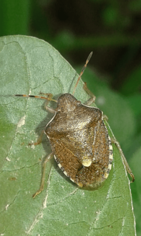 Peribalus strictus (Pentatomidae)?
